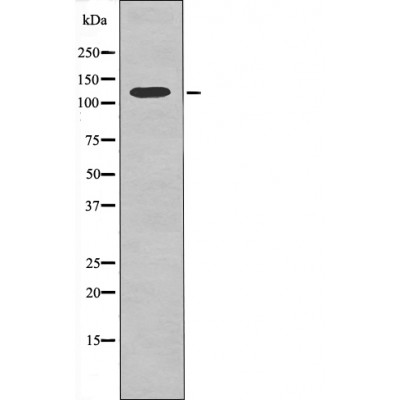 Anti-Kinesin-like Protein KIF1C (Phospho-Ser1092) Antibody