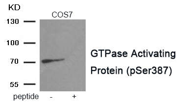 Anti-GTPase Activating Protein (Phospho-Ser387) Antibody