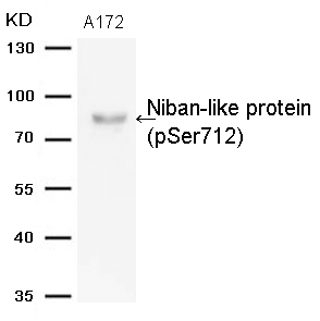 Anti-Niban-like protein (Phospho-Ser712) Antibody