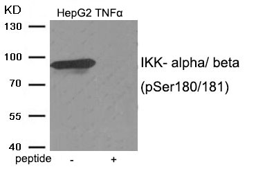 Anti-IKK- alpha / beta (Phospho-Ser180 / 181) Antibody