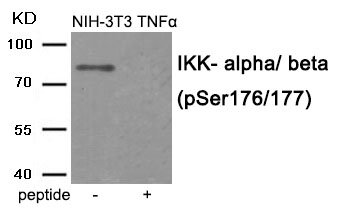 Anti-IKK- alpha / beta (Phospho-Ser176 / 177) Antibody