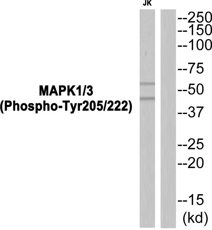 Anti-MAPK1 / 3 (Phospho-Tyr205 / 222) Antibody