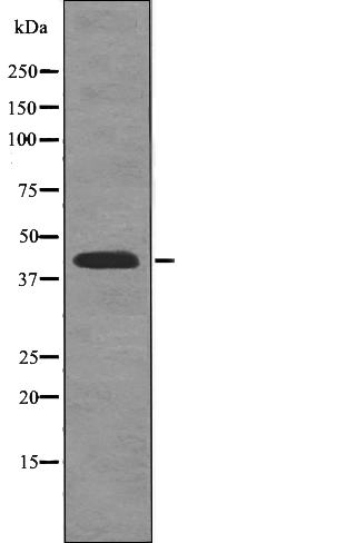 Anti-Rad2 / FEN1 (Phospho-Ser187) Antibody