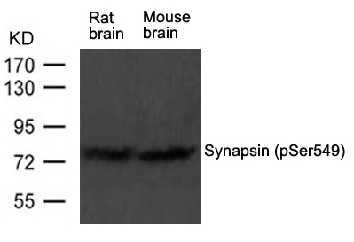 Anti-Synapsin (phospho-Ser549) Antibody