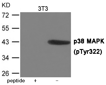 Anti-p38 MAPK (Phospho-Tyr322) Antibody