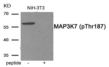 Anti-MAP3K7 (Phospho-Thr187) Antibody