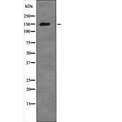 Anti-Raptor (Phospho-Ser792) Antibody