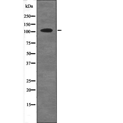 Anti-HDAC7A (Phospho-Ser486) Antibody