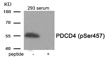 Anti-PDCD4 (Phospho-Ser457) Antibody