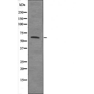 Anti-Smad4 (Phospho-Thr276) Antibody