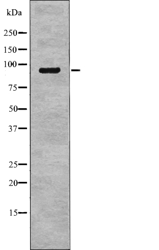 Anti-NHE-3 (Phospho-Ser555) Antibody