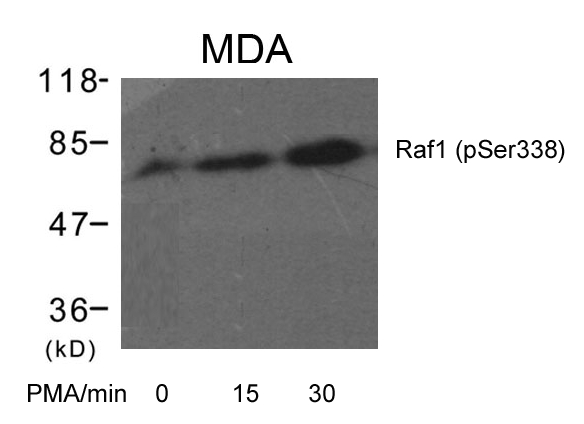 Anti-Raf1 (Phospho-Ser338) Antibody