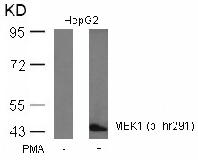 Anti-MEK1 (Phospho-Thr291) Antibody