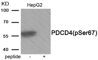 Anti-PDCD4 (Phospho-Ser67) Antibody