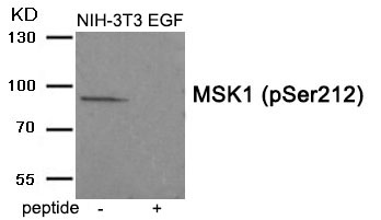 Anti-MSK1 (Phospho-Ser212) Antibody