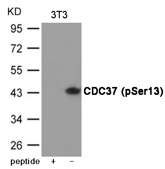 Anti-CDC37 (Phospho-Ser13) Antibody