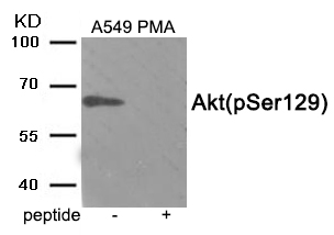 Anti-Akt (Phospho-Ser129) Antibody