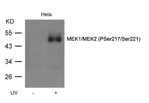 Anti-MEK1 / MEK2 (Phospho-Ser217 / Ser221) Antibody