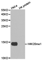 Anti-Histone H4K20me1 Antibody