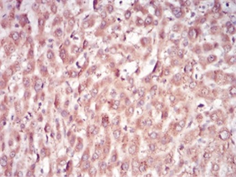 Anti-SAM Antibody [84-3]