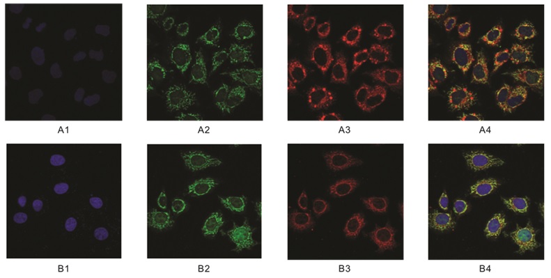 Anti-SAM Antibody [84-3]