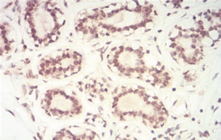 Anti-SAH Antibody [301-10]