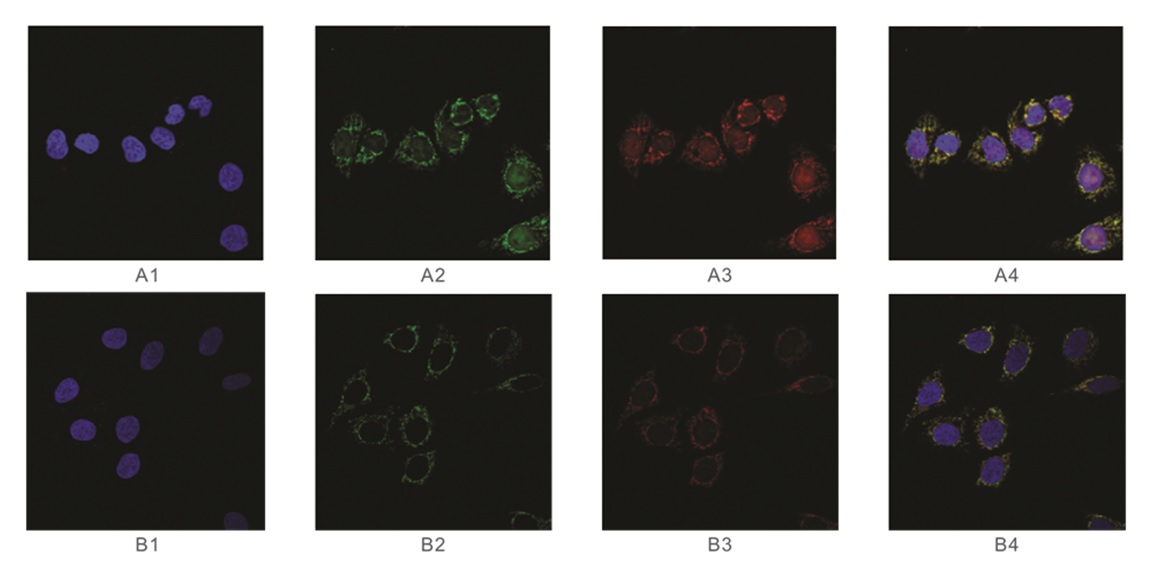 Anti-SAH Antibody [301-3]