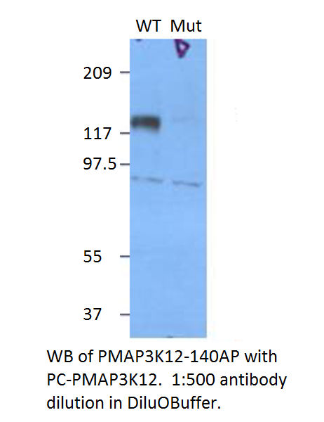 Anti-Phospho-MAP3K12 Antibody