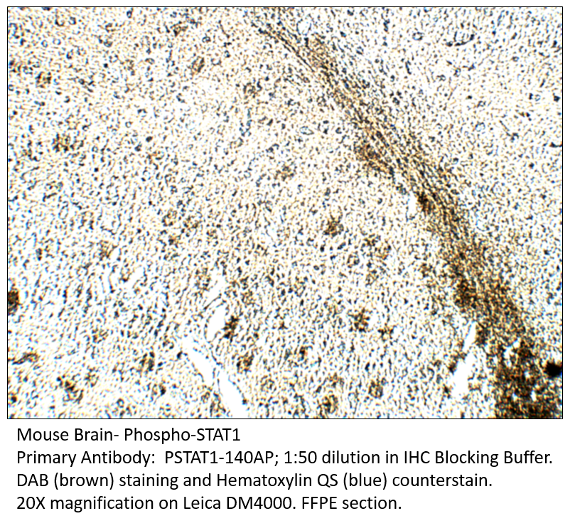 Anti-Phospho-STAT1 Antibody