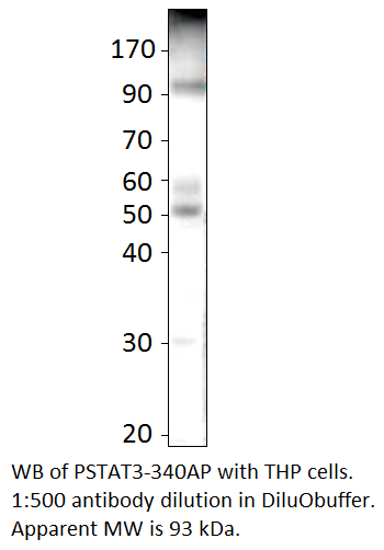 Anti-Phospho-STAT3 Antibody