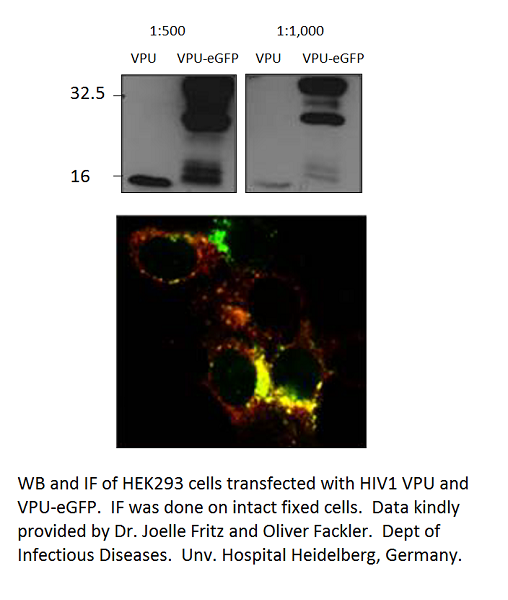 Anti-Viral Protein U Antibody