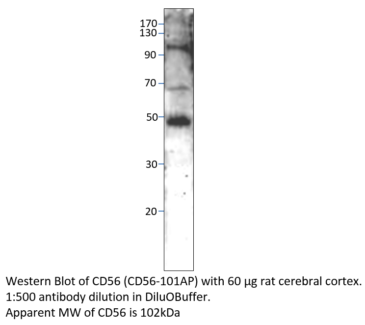 Anti-CD56 / NCAM Antibody