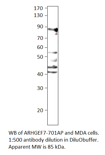 Anti-ARHGEF7 Antibody