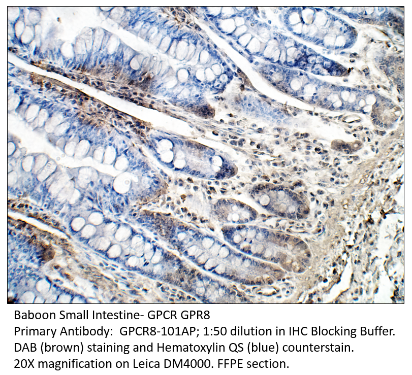 Anti-GPCR GPR8 Antibody