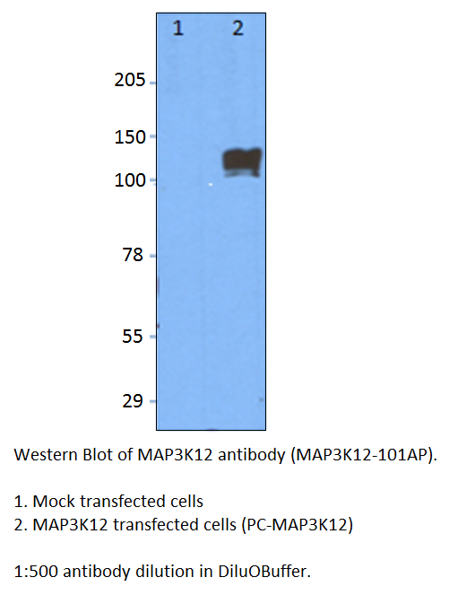 Anti-MAP3K12 Antibody