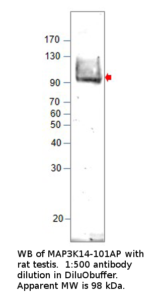 Anti-MAP3K14 Antibody