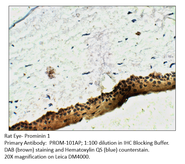 Anti-Prominin 1 Antibody