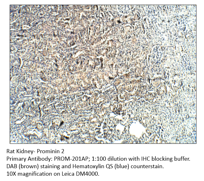 Anti-Prominin 2 Antibody