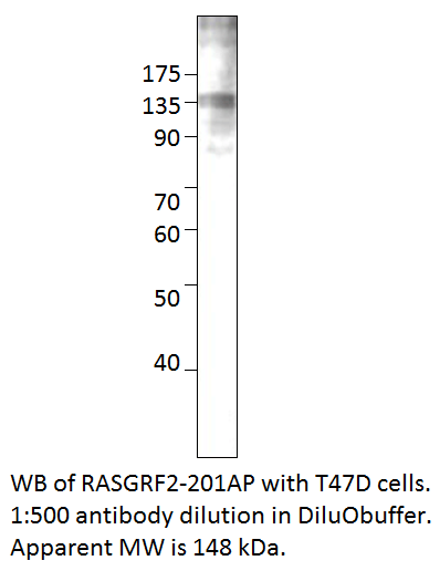 Anti-RASGRF2 Antibody