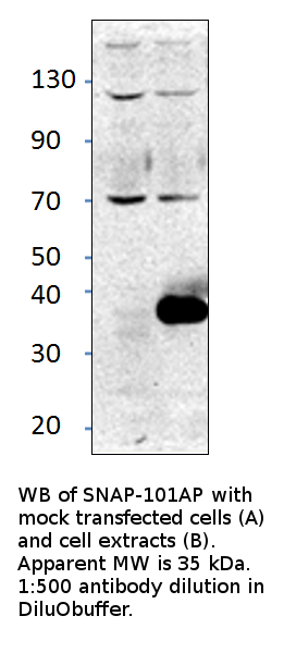 Anti-Alpha SNAP Antibody