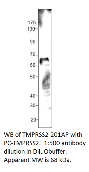 Anti-TMPRSS2 Antibody