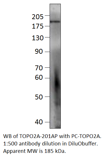 Anti-Topoisomerase II alpha Antibody