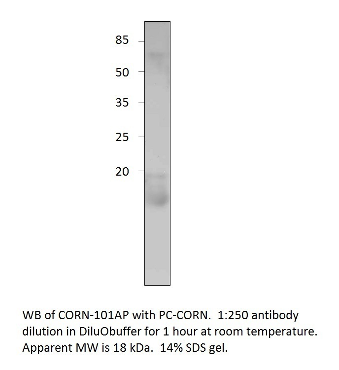 Anti-Cornichon Antibody