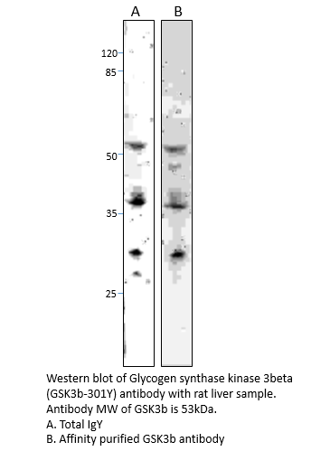 Anti-GSK3 beta Antibody