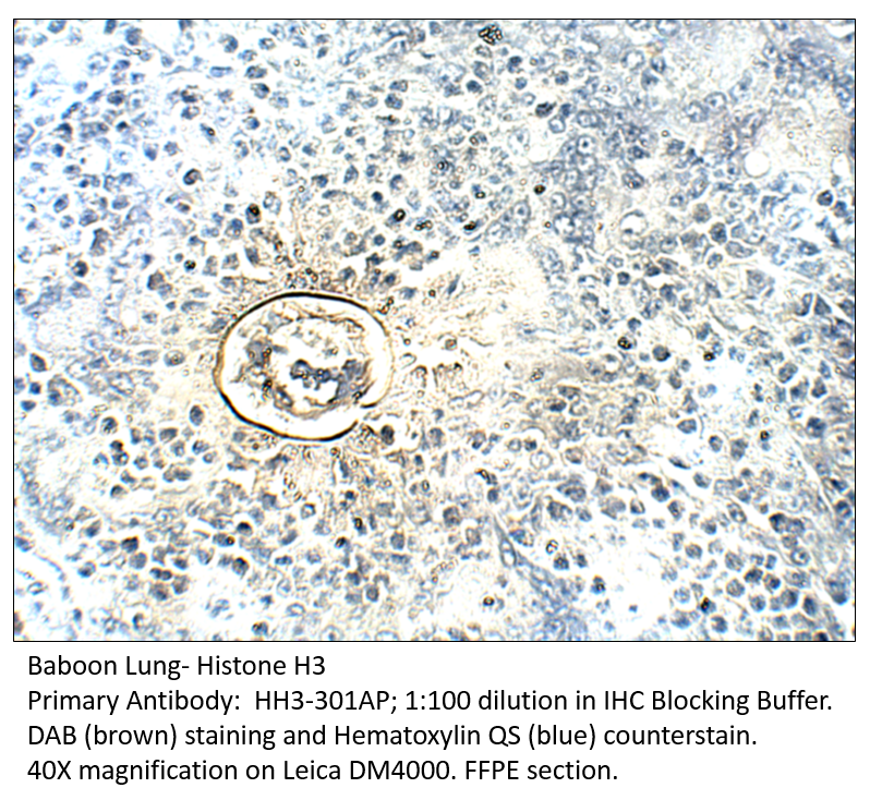 Anti-Histone H3 Antibody