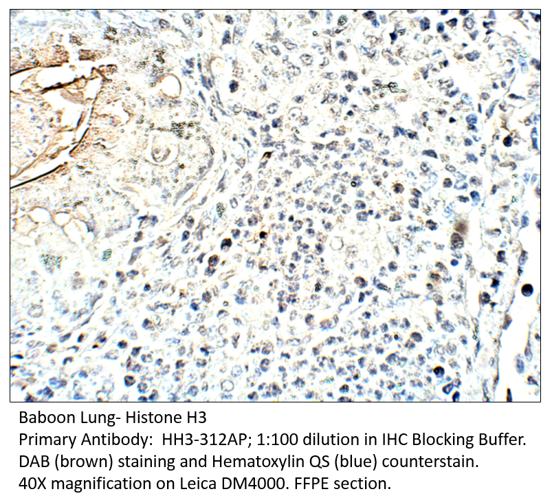 Anti-Histone H3 Antibody