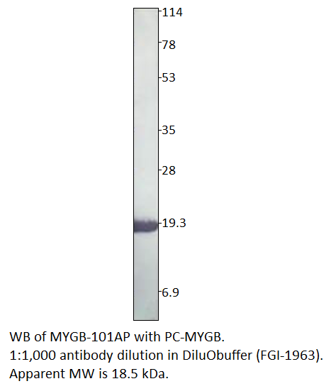 Anti-Myoglobin Antibody