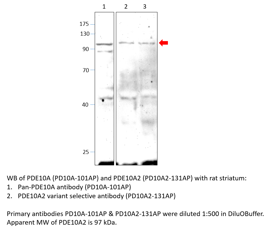 Anti-PDE10A2 Antibody