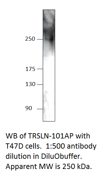 Anti-C15orf42 Antibody