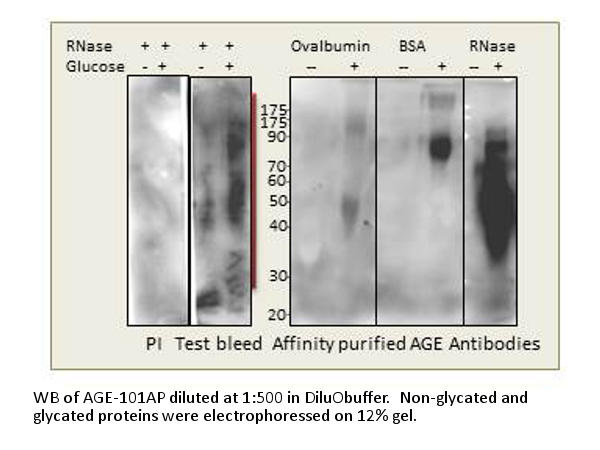 Anti-AGE Antibody (FITC)